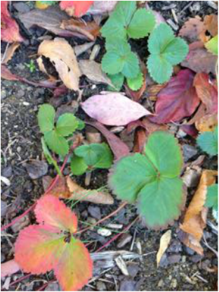 Strawberry plants in fall